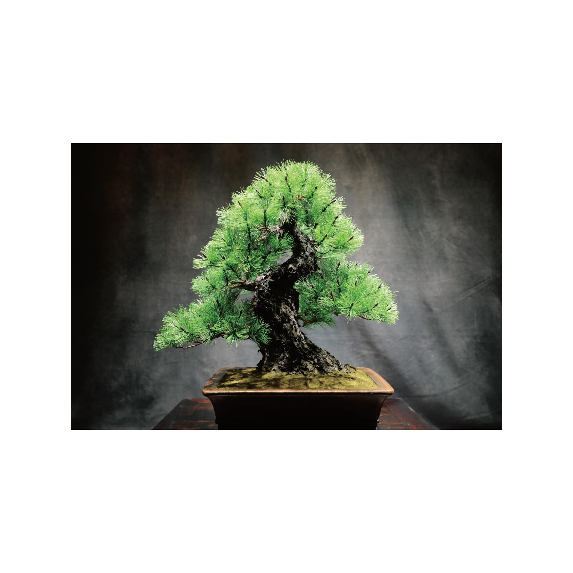【ご搭乗のお客さま限定】JUME BONSAI 匠景 ーSHOKEIー 「玄千歳」 JAL EXCLUSIVE