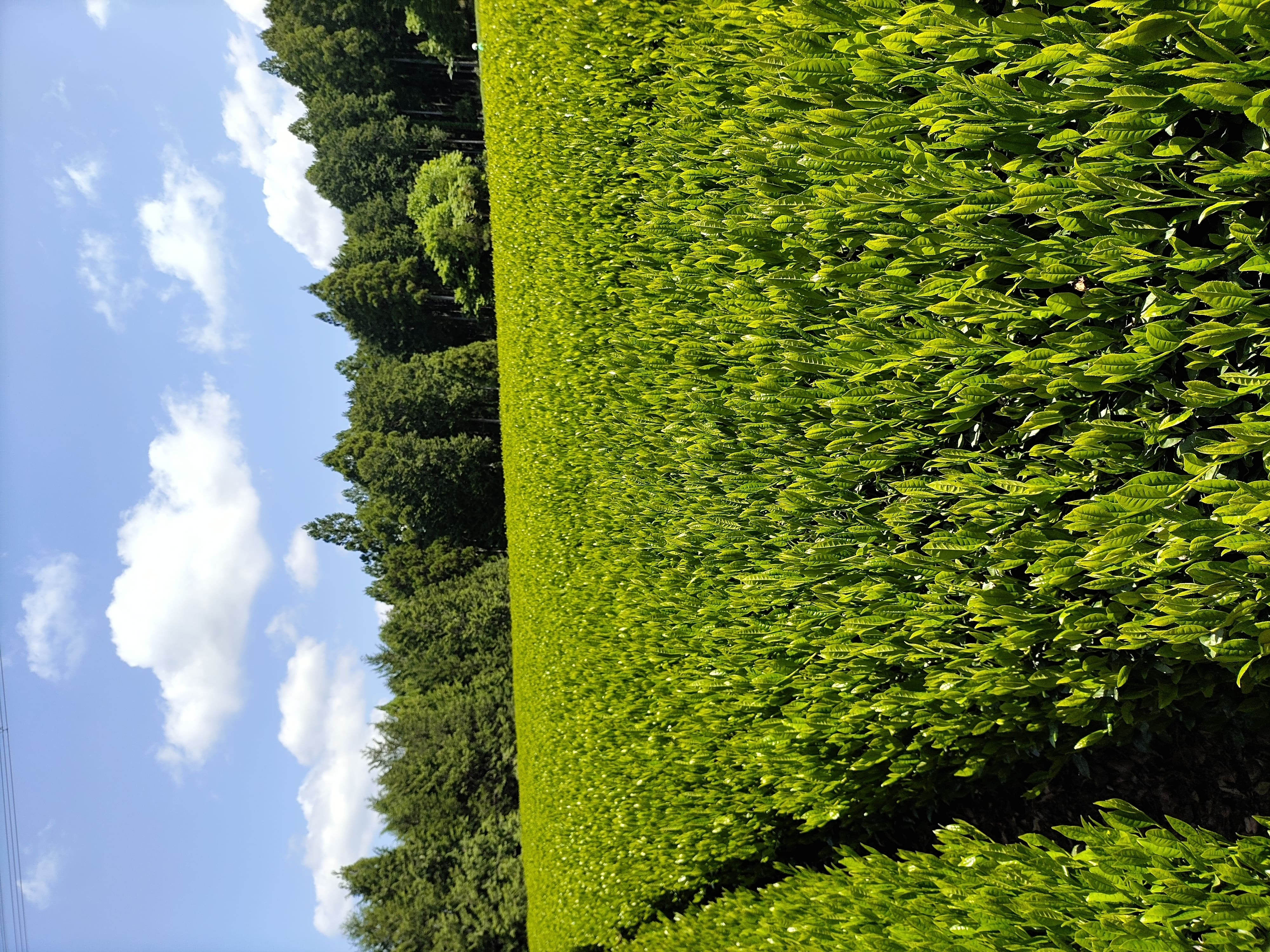 特別栽培茶春野の茶 [有限会社山智農園] 宅配 100g