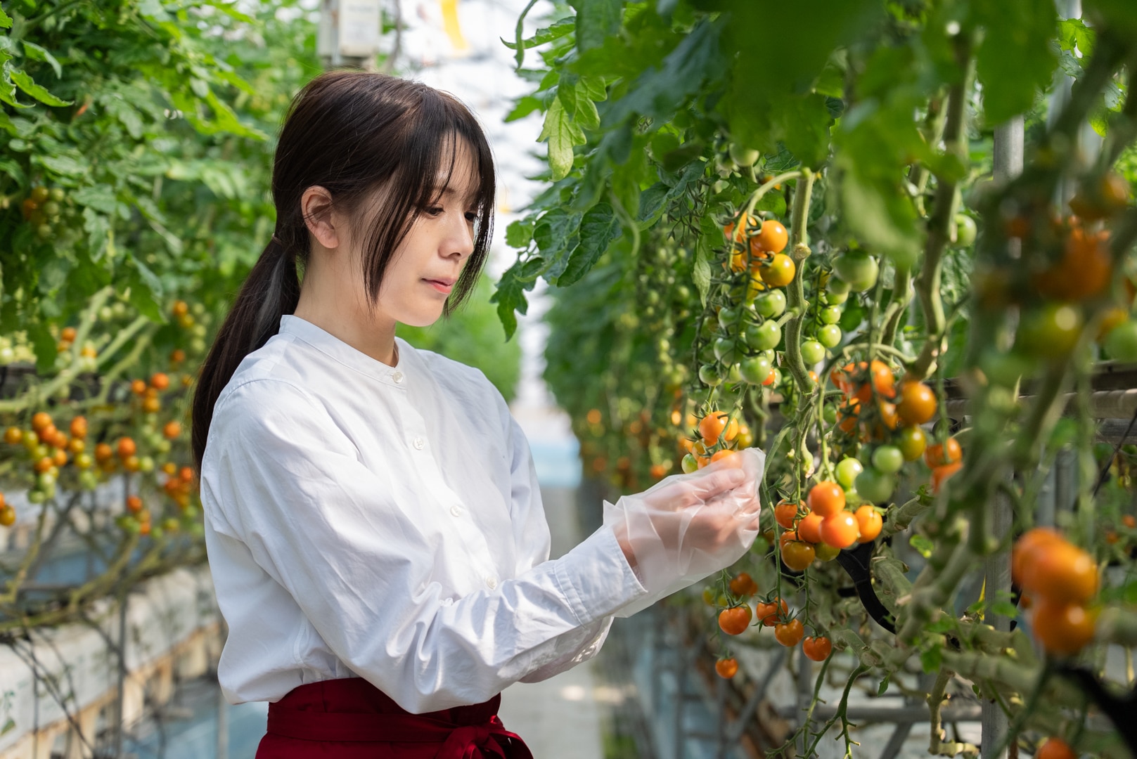〔アーティフルレモン色ミニトマト1㎏〕ミニトマト生産量日本一の熊本県産〔お料理の彩りに〕「アーティフル」 宅配