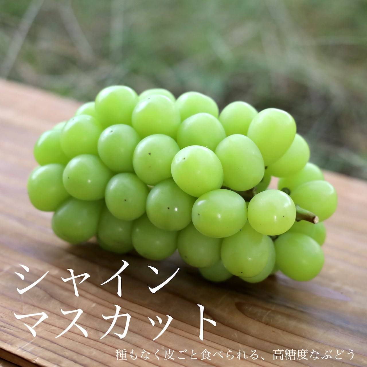 「10月31日まで販売」9月中旬以降発送 岡山のシャインマスカット 贈答用 2房 [竹中農園]