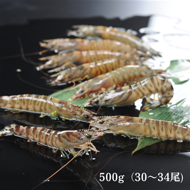 （送料無料）沖縄県久米島産　車えび500g