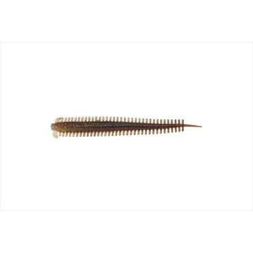 バークレイ パワーベイト SWホローサンドワーム3.8 PBSSHS3.8-FNGD フナムシゴールド