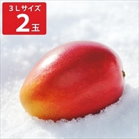 北海道 おとふけ産 マンゴー 白銀の太陽 3Lサイズ ギフト〔約450～509g×2〕