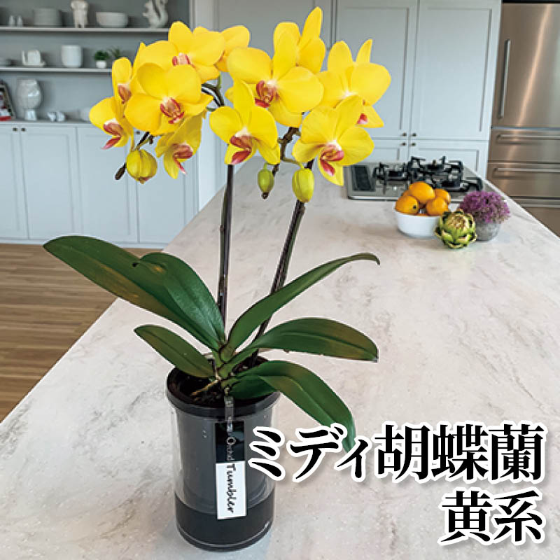 ミディ胡蝶蘭　黄系 送料込み