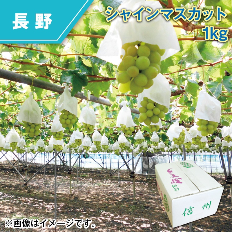 シャインマスカット　１ｋｇ 送料込み