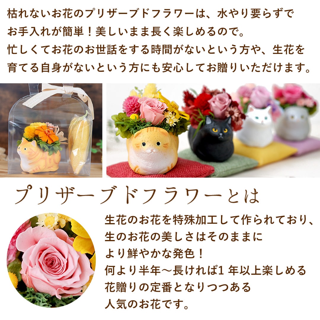 プリザーブドフラワー くつろぎねこ 「白猫」 枯れない ブリザード フラワー アレンジメント 花 プレゼント ギフト 誕生日 結婚祝い 結婚記念日 退職祝い お祝い おしゃれ かわいい ねこ 猫 和風 猫好き 白猫
