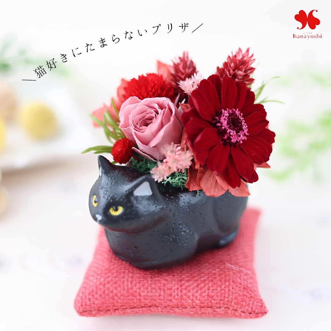 黒猫