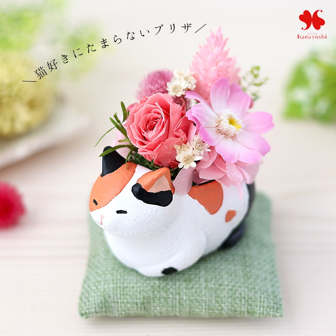 三毛猫