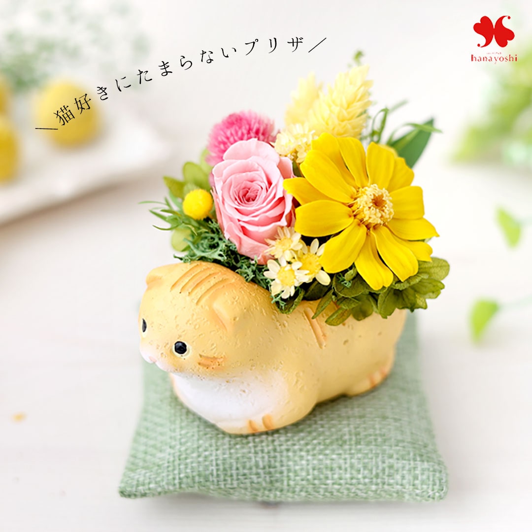 スコティッシュ・茶
